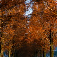 紅葉のマキノメタセコイア並木の写真