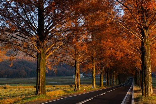 夕陽に染まる紅葉のメタセコイア並木道