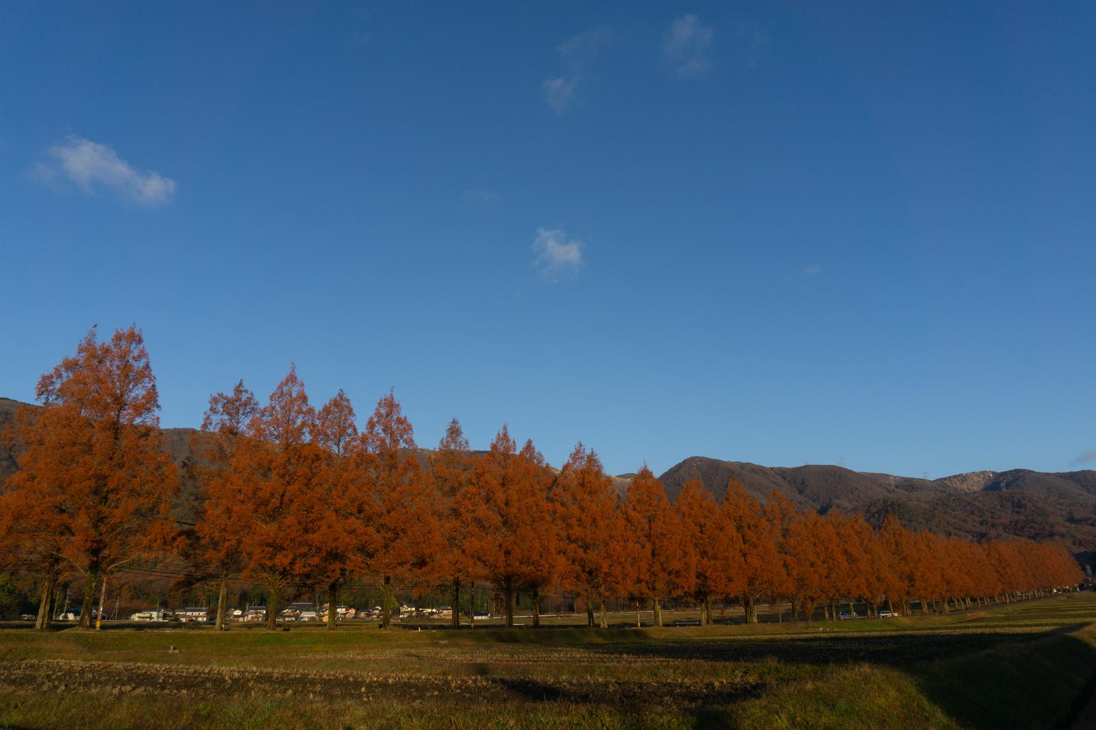 秋晴れの空の下、赤褐色に紅葉したメタセコイア並木が山里に一列に並ぶ風景