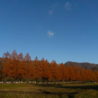 山里に映える紅葉のメタセコイア並木道の写真
