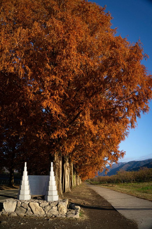 マキノメタセコイア並木の看板と並木沿いの遊歩道