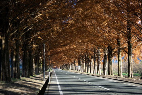 秋の終わりを告げるメタセコイア並木道の風景