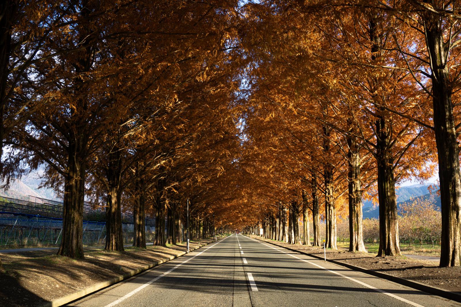 秋に黄褐色に紅葉したメタセコイアが両側に立ち並ぶ広い並木道