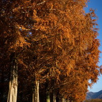 秋色に輝くメタセコイア並木の遊歩道の写真