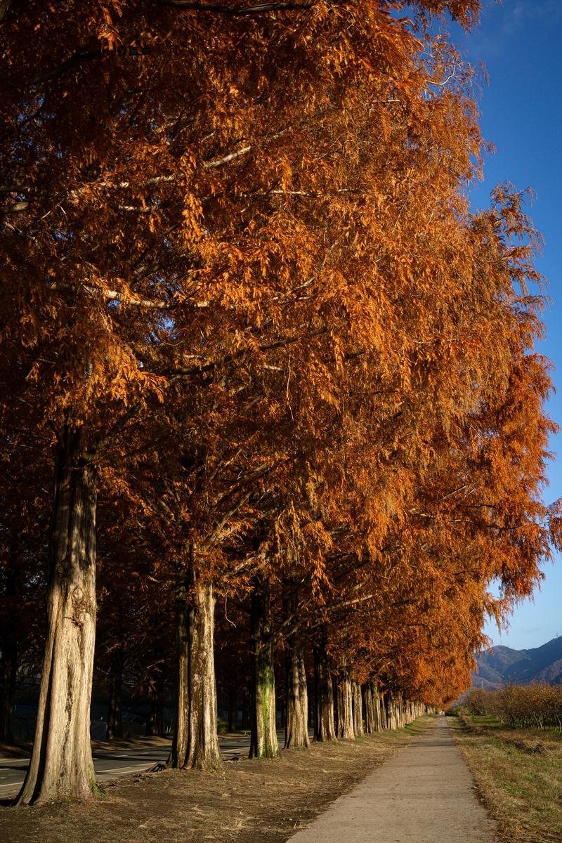 秋に色付いたメタセコイアの並木道。両側の高い木が作る遊歩道