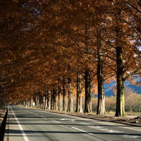 秋の装いを見せるマキノメタセコイア並木の写真