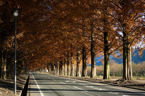 秋の装いを見せるマキノメタセコイア並木