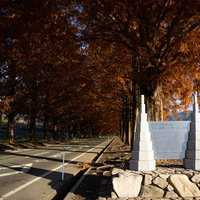 マキノ高原のメタセコイア並木の碑の写真