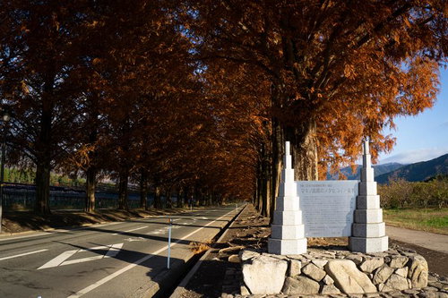 マキノ高原のメタセコイア並木の碑