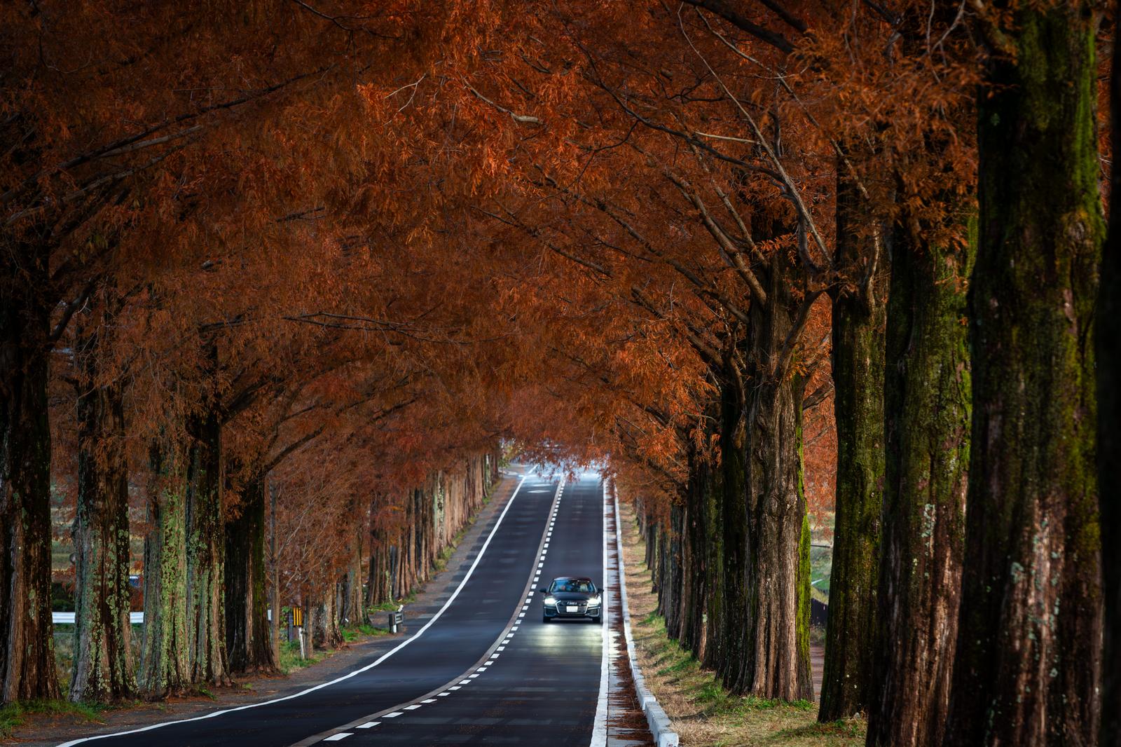 早朝の薄暗いメタセコイア並木トンネルの中をライトを点灯した車が通過している