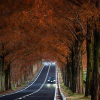 早朝のまだ陽が届かないメタセコイア並木をライトを点灯して通過する車の写真