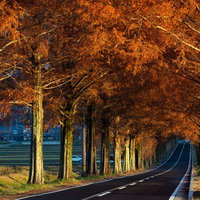 紅葉のアーチが導く秋の並木道ドライブの写真