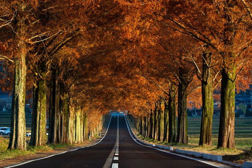 朝日とメタセコイアの調和が美しい早朝の並木道