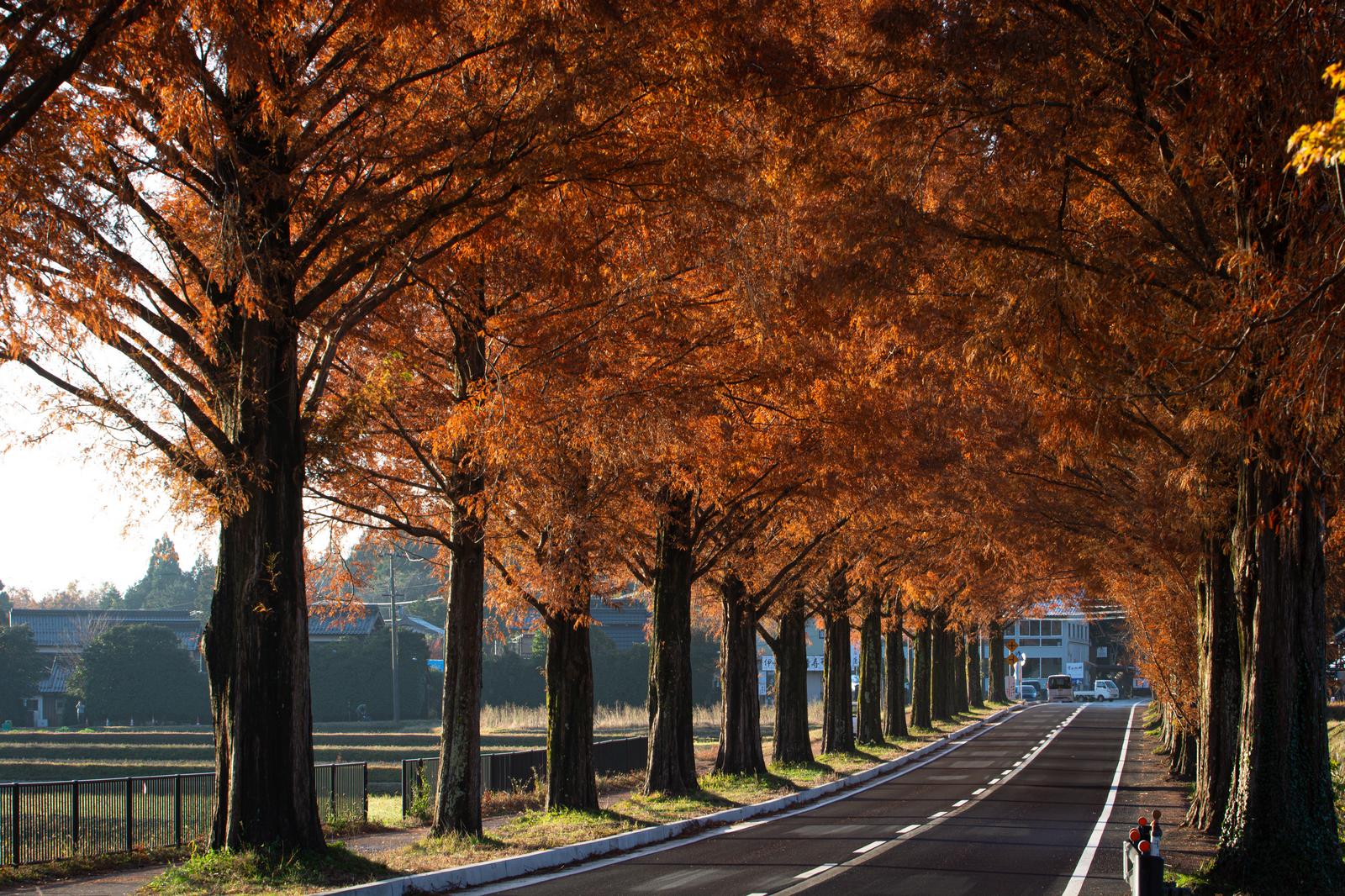 黄褐色に紅葉したメタセコイア並木がアーチ状に覆う秋の車道
