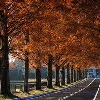 木々が描くメタセコイア並木の紅葉アーチの写真