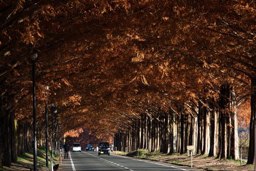 秋のマキノメタセコイア並木道を走る車両と街灯のある一本道
