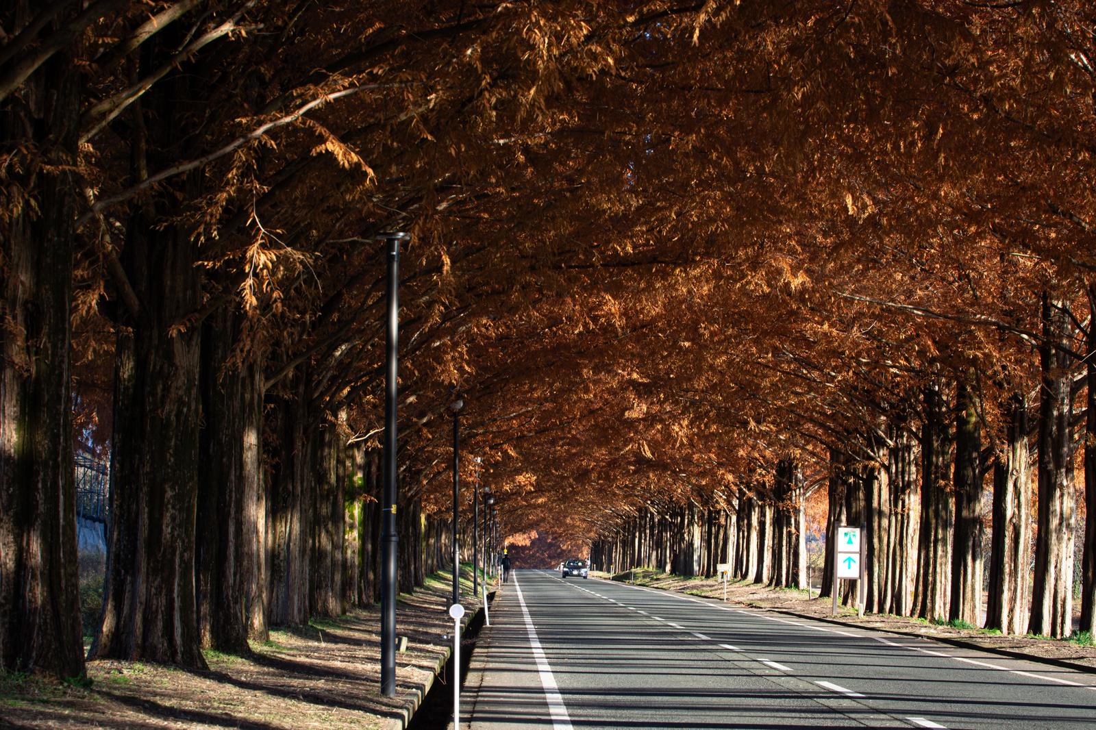 秋に茶色く紅葉したメタセコイアの並木がアーチ状に続く一本道