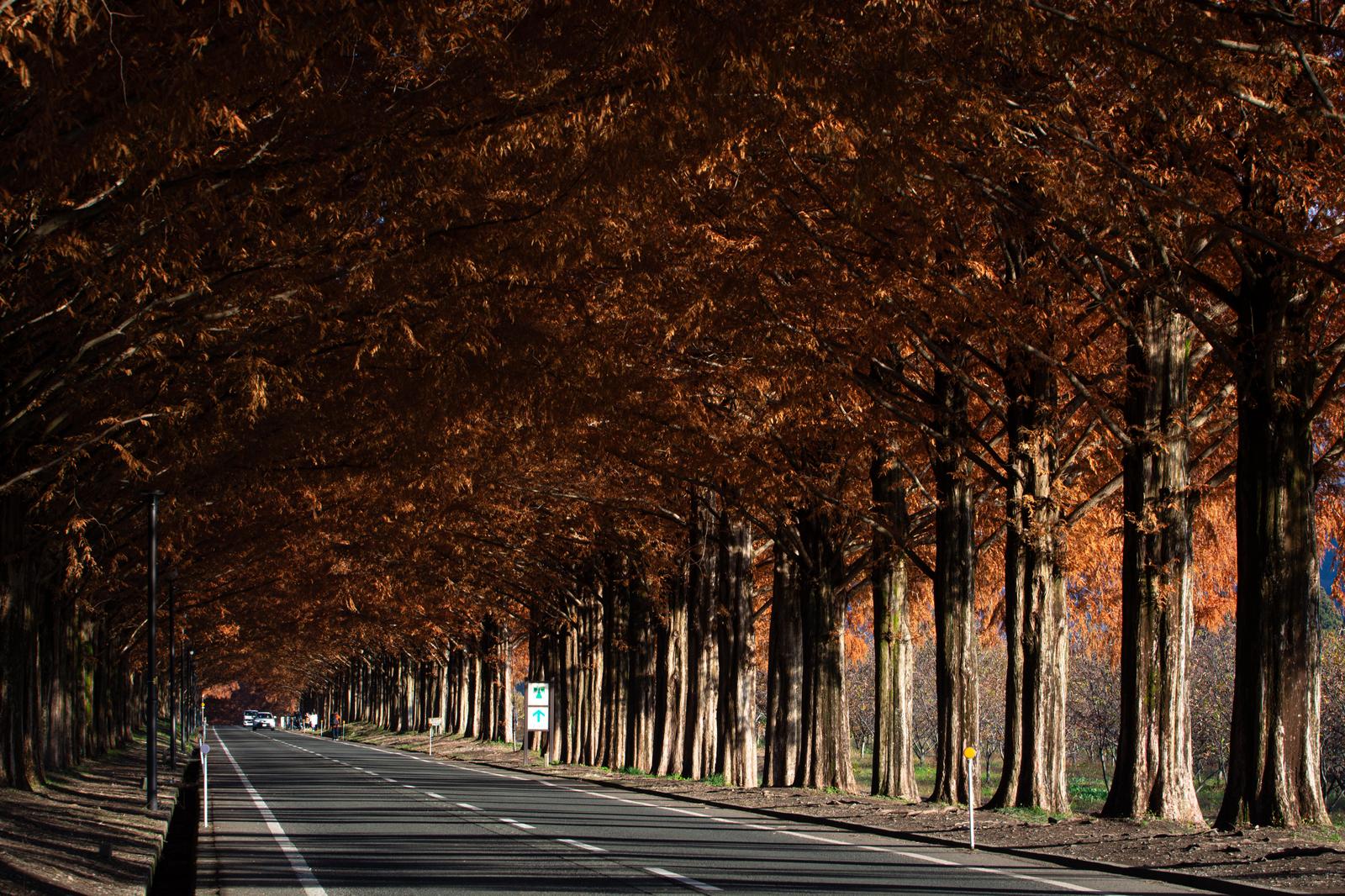 秋に赤く染まったメタセコイア並木の一本道を走る舗装路