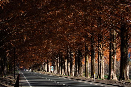 秋風と共に進むマキノメタセコイア並木