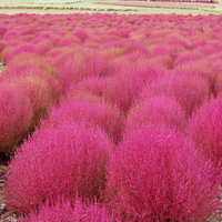 コキア畑の写真