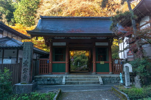 朝日に輝く紅葉の木々を背景に静かに佇む江戸中期建立の愛宕念仏寺仁王門