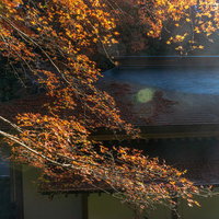 屋根に降り積もる落ち葉と彩る紅葉の写真
