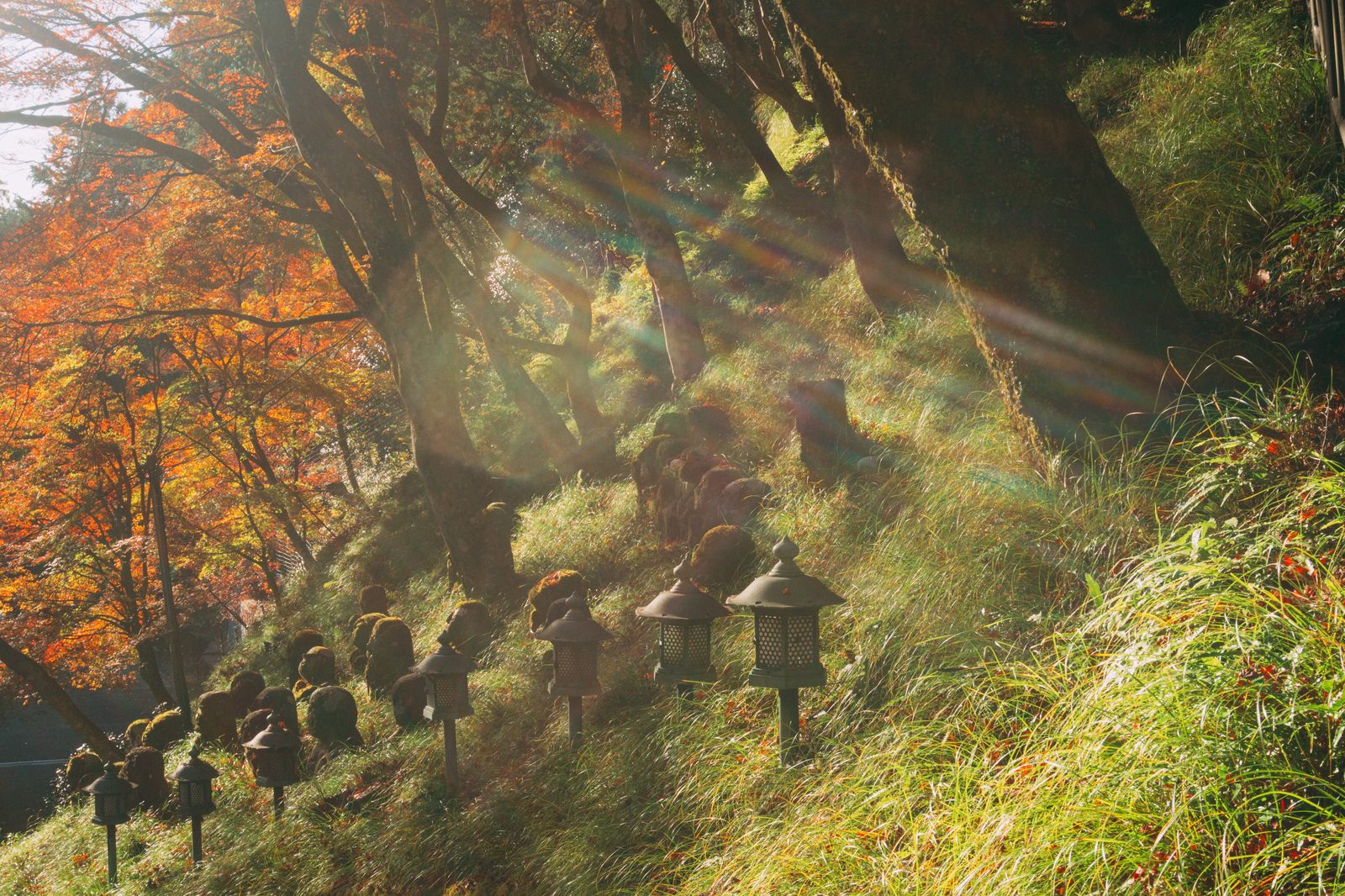 朝日が降り注ぐ斜面に並ぶ灯篭や羅漢像と奥に見える紅葉