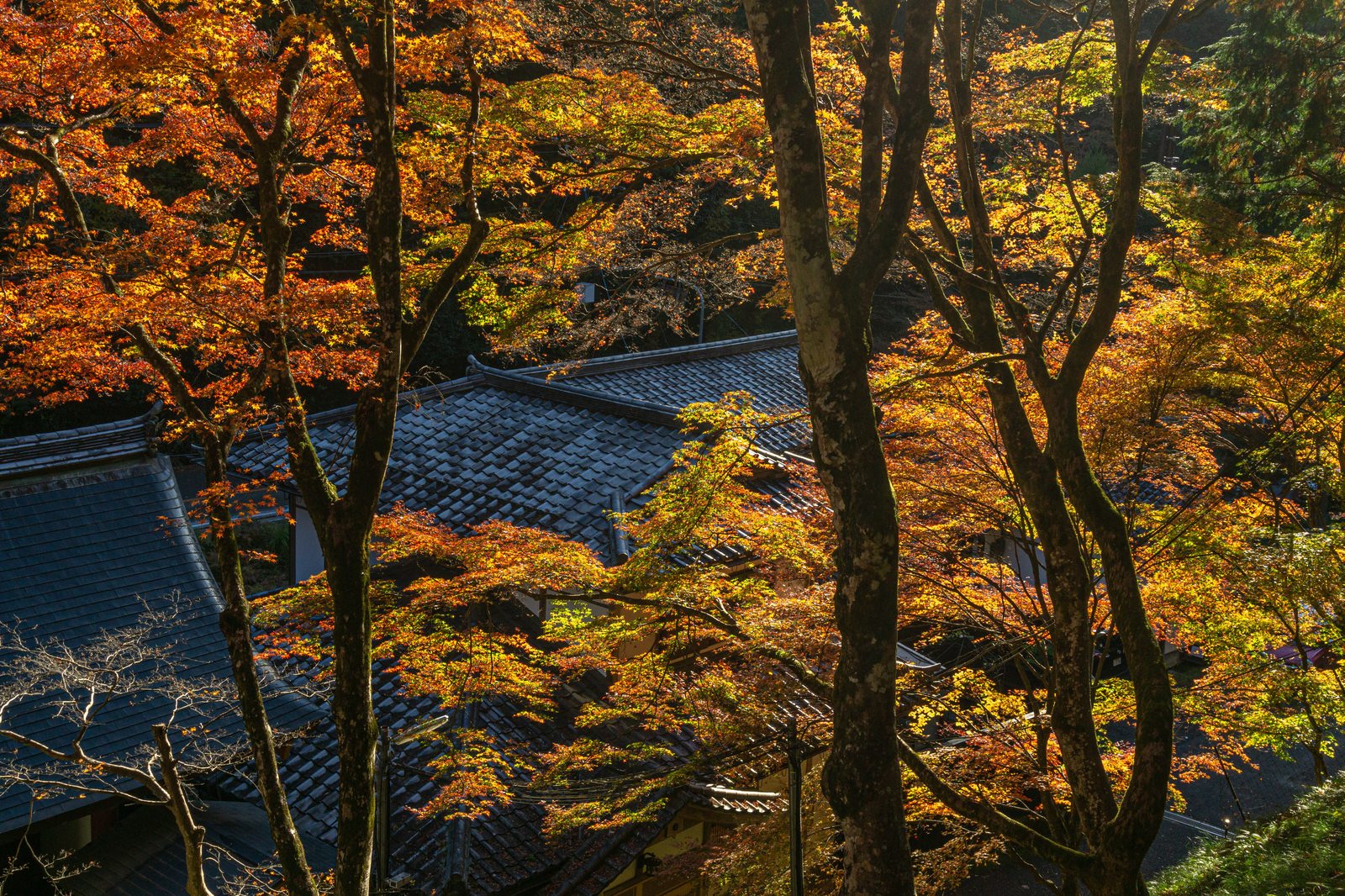 瓦屋根を覆う秋色に染まった木々が立ち並び、紅葉に囲まれた寺院の屋根