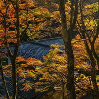 瓦屋根を彩る鮮やかに色づいた木々の写真