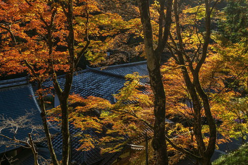 瓦屋根を彩る鮮やかに色づいた木々