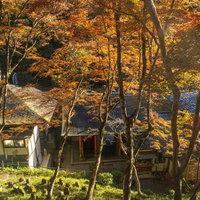 地蔵堂から紅葉の木々越しに見下ろす仁王門の写真