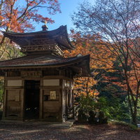 赤く染まる木々に囲まれた愛宕念仏寺のふれ愛観音堂の写真