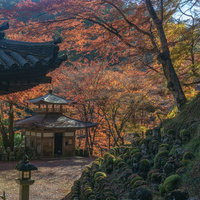 多宝塔から見下ろした紅葉に囲まれたふれ愛観音堂と羅漢像の写真