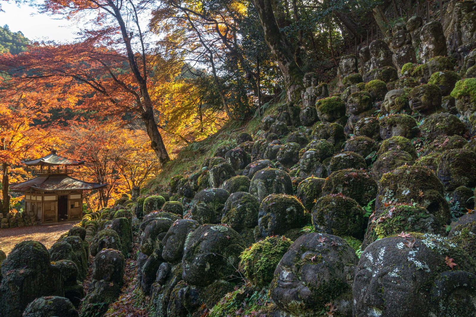 愛宕念仏寺の境内で苔むした羅漢像が斜面に立ち並ぶ秋の風景