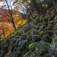 斜面を埋め尽くすように立ち並ぶ沢山の苔むした羅漢像の写真