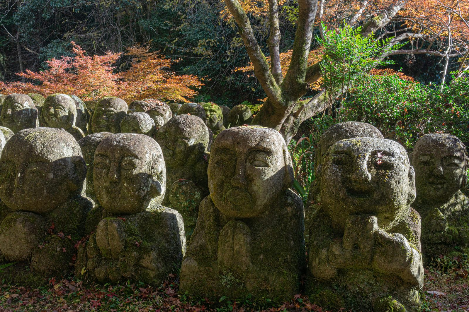苔むした羅漢像が境内に密集して並び背景に紅葉が見える様子