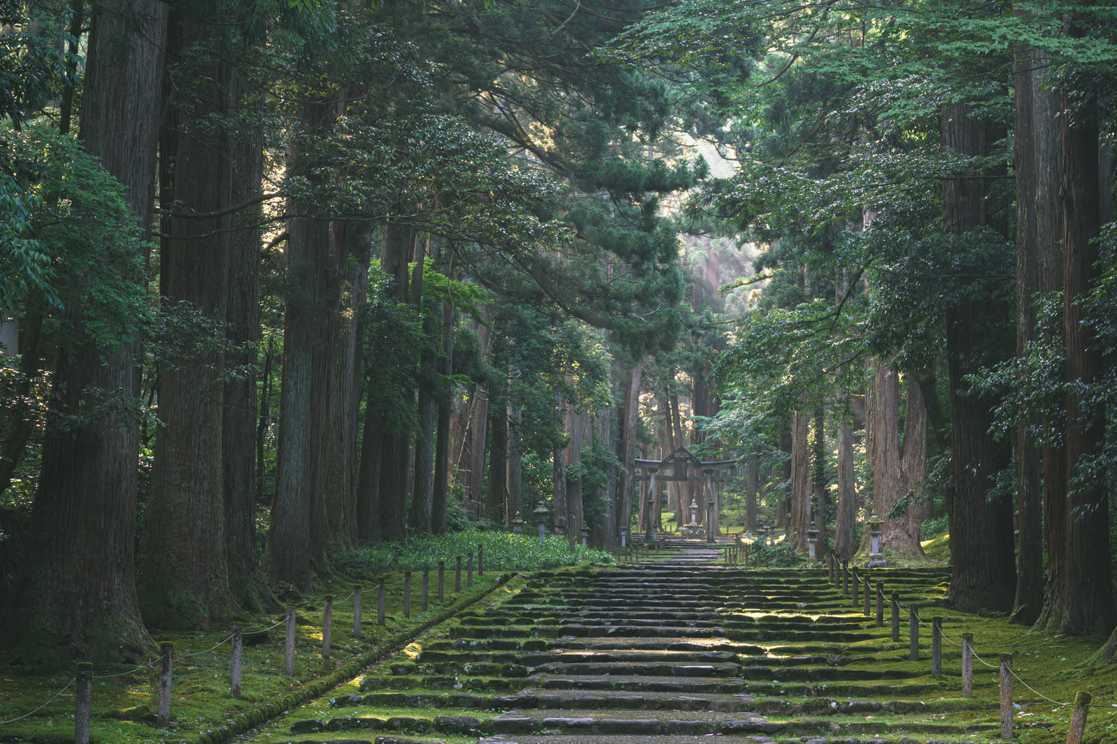 石段の参道を照らす木漏れ日と苔むした杉の巨木、奥に見える鳥居