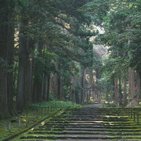 木漏れ日が光の帯を描く二の鳥居へと続く参道の写真