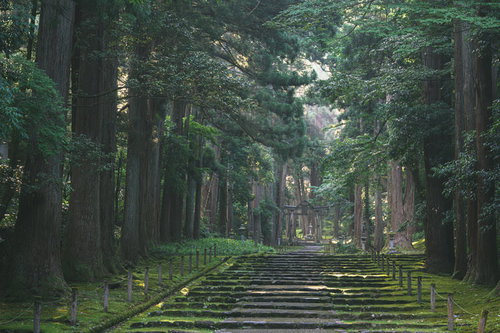 木漏れ日が光の帯を描く二の鳥居へと続く参道
