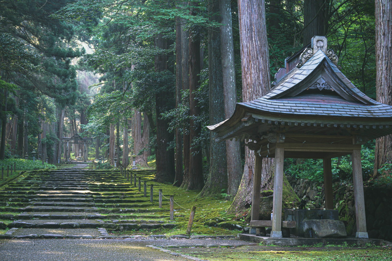 平泉寺白山神社の苔むした石段の参道と手水場が写る境内風景