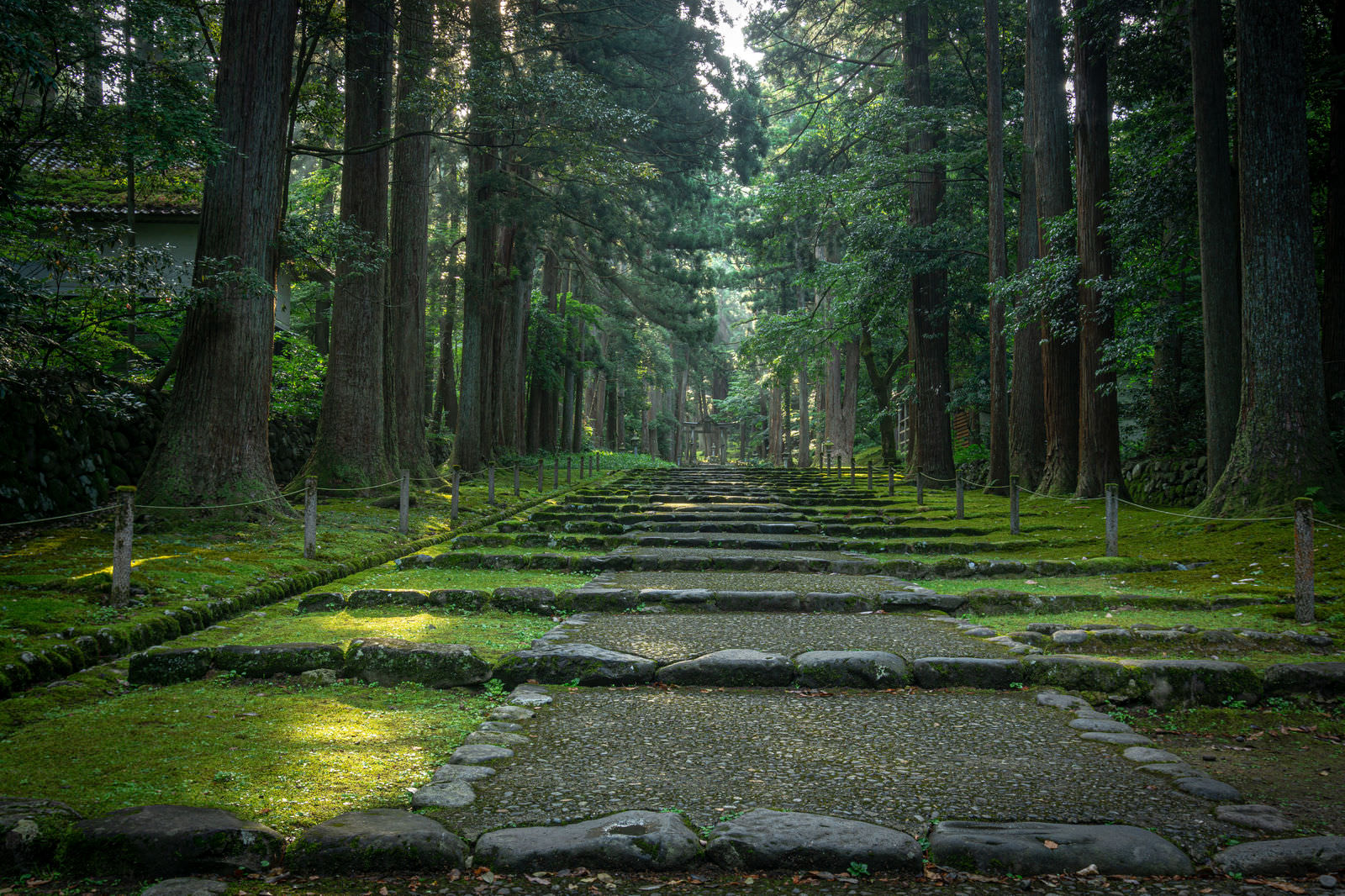 朝の光が降り注ぐ平泉寺白山神社の参道と杉並木