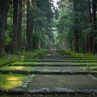 朝の光が降る白山神社の参道の写真