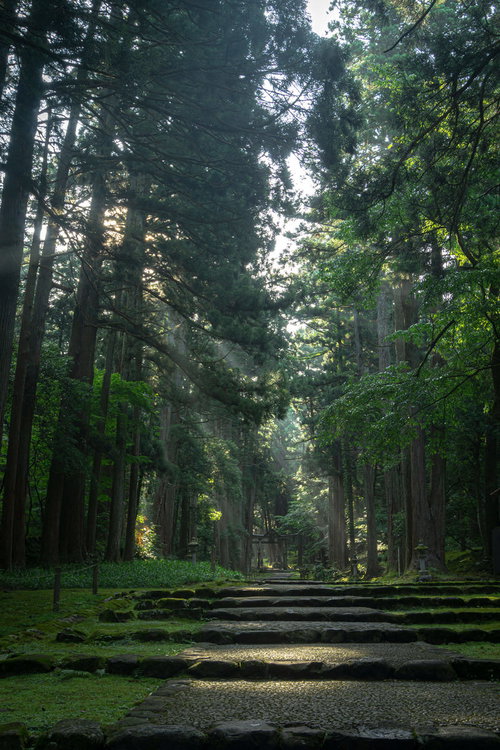 雨上がりの早朝の参道に伸びる光芒