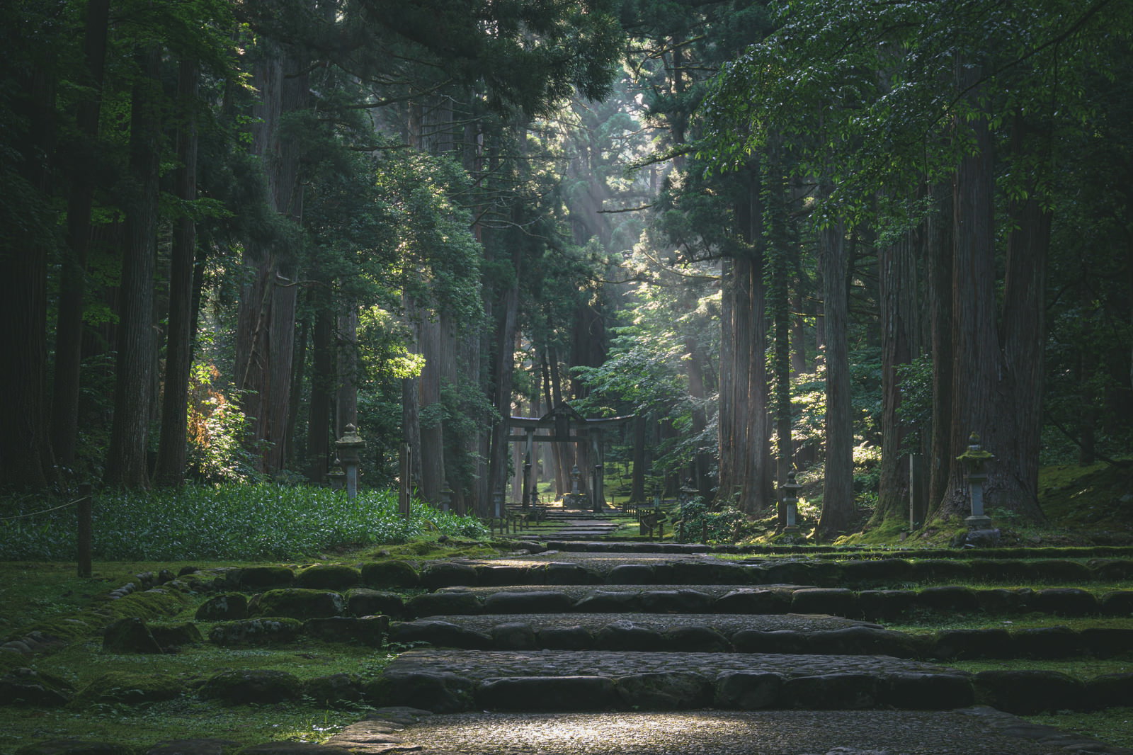 参道の石段に差し込む朝の木漏れ日と両脇の杉並木
