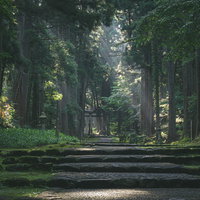 参道脇に立ち並ぶ大きな杉の木から降り注ぐ朝の光の写真