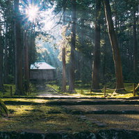 朝日が射しこむ平泉寺白山神社の拝殿へと続く参道の写真
