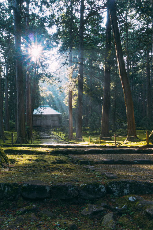 朝日が射しこむ平泉寺白山神社の拝殿へと続く参道