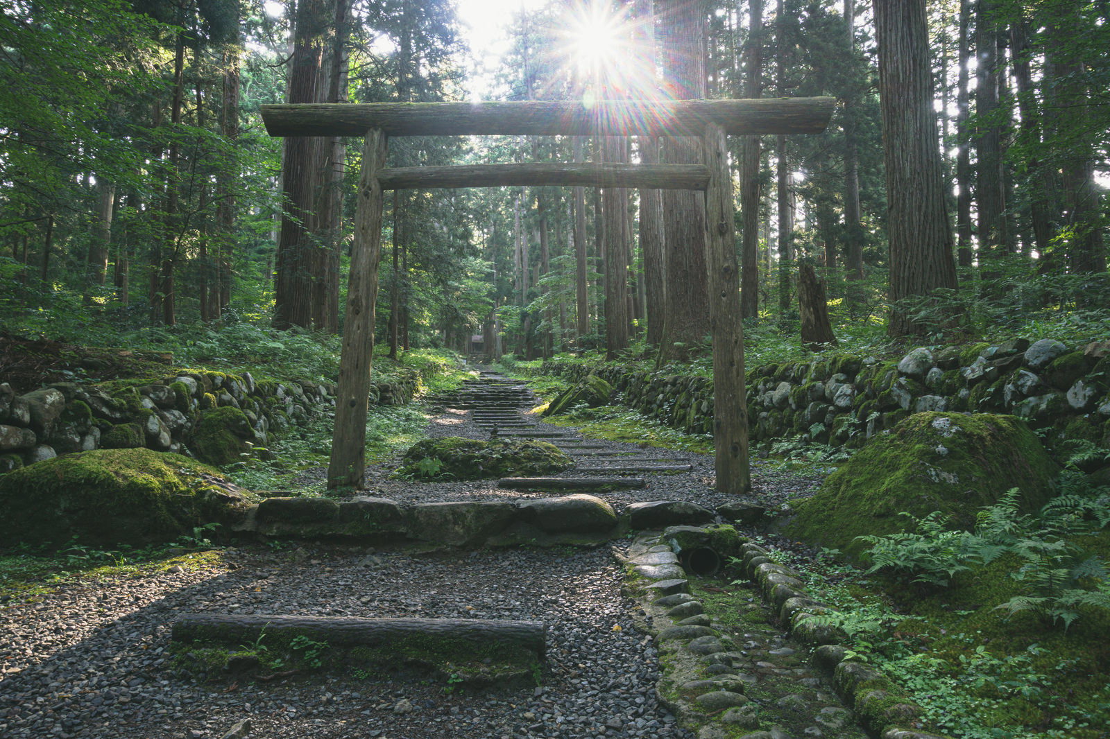 平泉寺白山神社の木製鳥居と石段の参道に朝日が差し込む様子