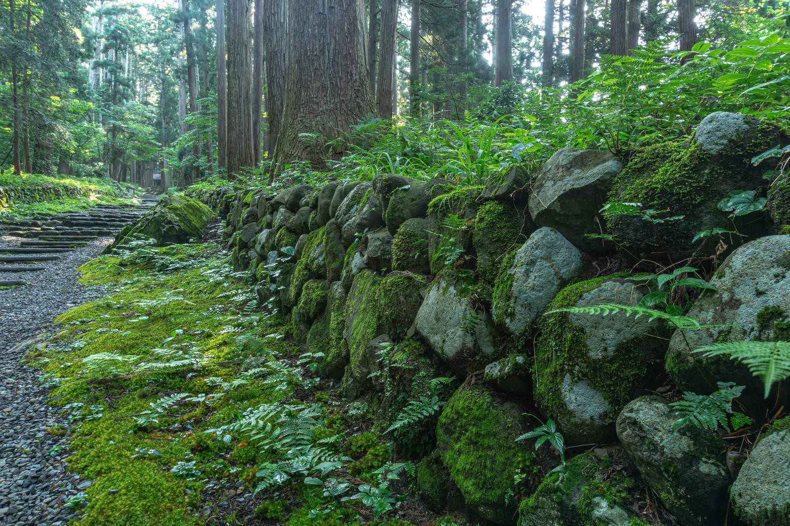 苔と雑草に覆われた古い石垣が参道脇に続く平泉寺白山神社の風景