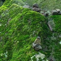 苔に覆われた岩に器用に積まれた石の写真